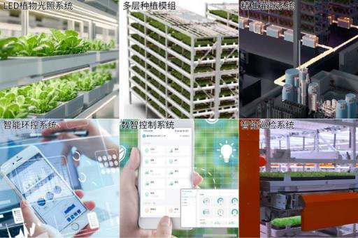 四维生态数智植物工厂  第9张
